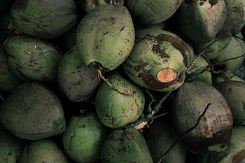 Coconut, green, closeup HD wallpaper