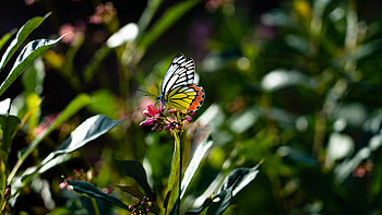 Animals, Flower, Macro, Butterfly, Wings HD wallpaper
