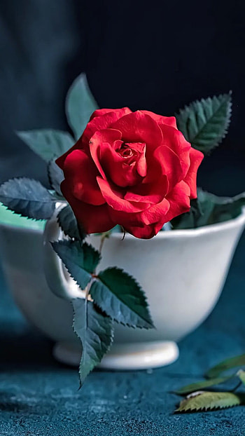 Red Rose, pink, petal, flower HD phone wallpaper