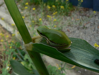 GREEN FROG ON GREEN LEAF, PRETTY, leaf, frog, green HD wallpaper