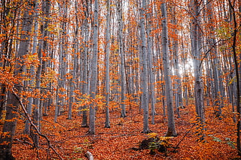 Capture of a serene forest with tall trees and vibrant fall foliage. HD wallpaper