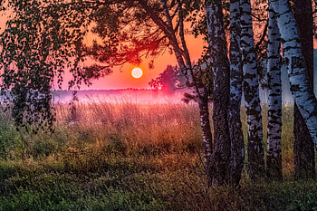 Sunset, sky, nature, forest HD wallpaper