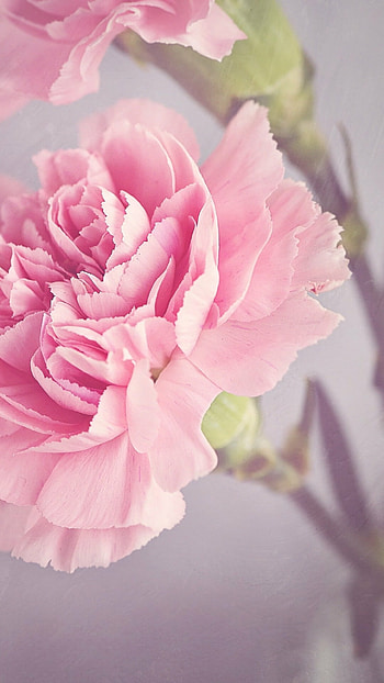 Com8449tng2md jpg, Carnation, Nature HD phone wallpaper