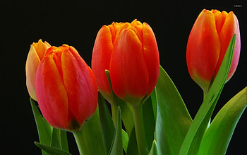 TULIPS, PETALS, LEAVES, COLORS, STEMS HD wallpaper