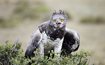 Animals, Bird, Predator, Wings, Eagle HD wallpaper
