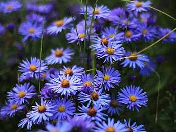 Blue Flowers, blue, flowerrs, macro, natre HD wallpaper