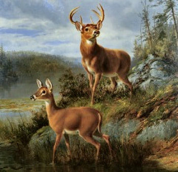 Wide Awake at Racquette Lake - Deer F, animal, art, beautiful, artwork, oldmaster, Arthur Tait, wide screen, wildlife, painting, deer, old master, Tait HD wallpaper