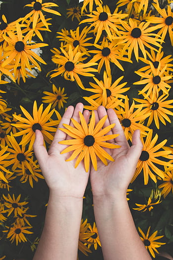 Close-up of hands holding vibrant yellow daisies, showcasing natural beauty and floral pattern. HD phone wallpaper