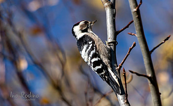 Woodpecker, Latvia, bird, tree HD wallpaper