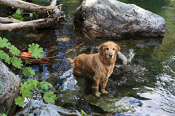 yes i'm here, dog, river, animals, cute, water HD wallpaper