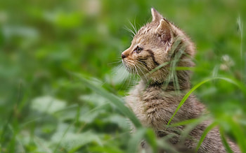 Animals, Cats HD wallpaper