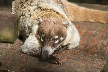 White nosed coati, Wildlife animal, Nature, 2019 HD wallpaper