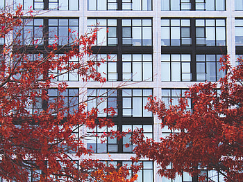Autumn, Building, Miscellanea, Miscellaneous, Branches, Facade HD wallpaper