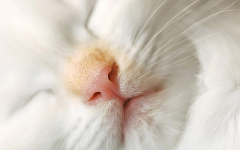 Animals, Cats HD wallpaper