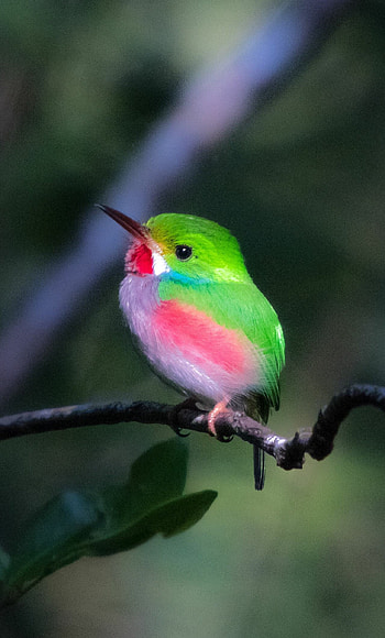 Broad-billed tody, Birds HD phone wallpaper