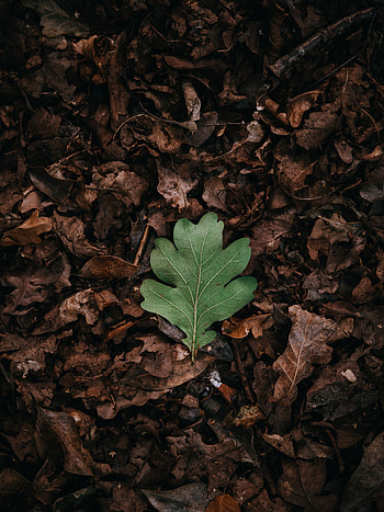 Autumn, Leaves, Macro, Dry, Leaflet HD phone wallpaper