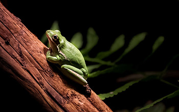 Animals, Wood, Tree, Crawl, Paws, Frog HD wallpaper