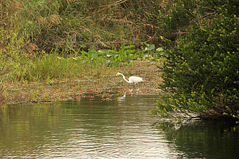 Everglades National Park, Wikimedia Commons, Online resources, Information hub HD wallpaper