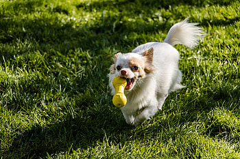 Animals, Grass, Dog, Toy, Stroll, Chihuahua HD wallpaper