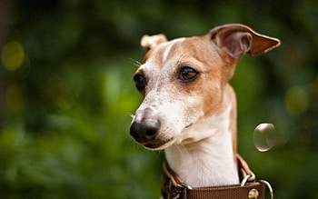 Animals, Grass, Background, Dog, Muzzle, Collar HD wallpaper