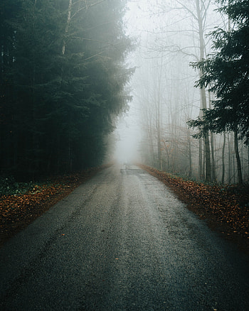 Nature, Trees, Autumn, Road, Fog, Branches HD phone wallpaper