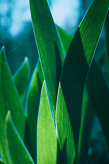 Leaves, Plant, Macro, Close-Up HD phone wallpaper