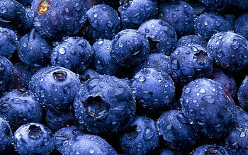 blueberry, berries, blueberry background, useful berries, blue berries, forest berries HD wallpaper