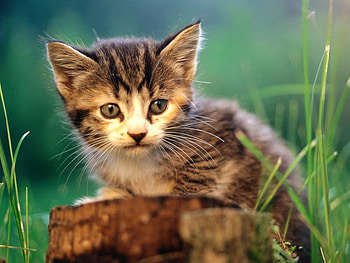 Kitten in the woods, sweet, animal, kitten, cat, nature, grass, feline, pet HD wallpaper