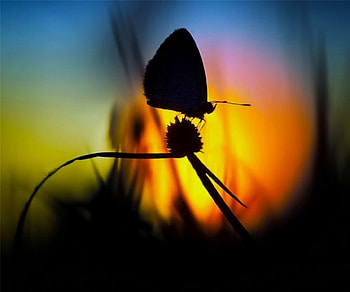 Shadow In The Night, night, colorful, shadow, butterfly, glow, yellow, silhouette HD wallpaper