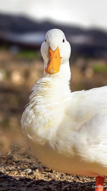 Duck, White Duck HD phone wallpaper