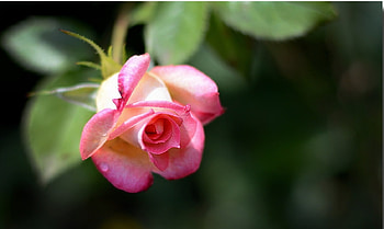 rose, soft, pink, flower HD wallpaper