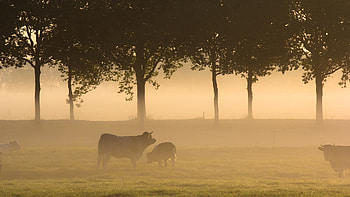 Animals, Trees, Grass, Forest, Fog, Field, Bulls HD wallpaper