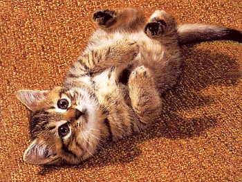 Playing cat, animal, kitten, cat, feline, pet HD wallpaper