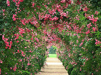 Rose archway path, nature, roses HD wallpaper
