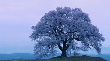 Cherry Blossoms In Japan, spring, tree, sakura, blooming, landscape, evening HD wallpaper