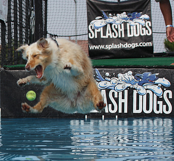 Dog vs Tennis ball, dog, ball, tennis, splash dogs, water, play HD wallpaper