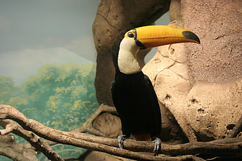 Animals, Bird, Sit, Beak, Toucan HD wallpaper