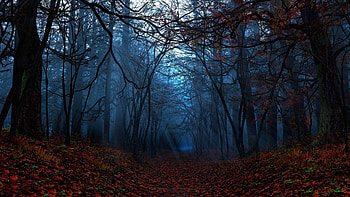 Path through the autumn forest HD wallpaper