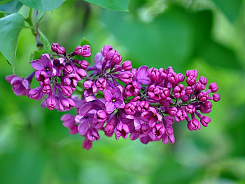 LOVELY LILACS, PRETTY, LILACS, FLOWERS HD wallpaper