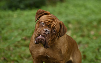 Hootch, dog, animal, actor HD wallpaper