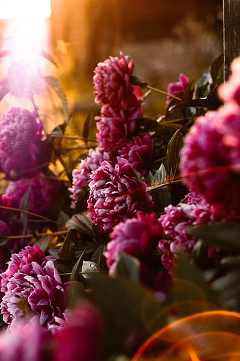Flowers, Pink, Peonies, Glare, Bloom, Flowering, Sunlight HD phone wallpaper