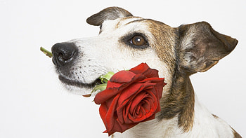 Animals, Flower, Rose Flower, Rose, Dog, Muzzle, Present, Gift HD wallpaper