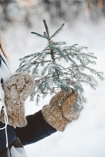 Nature, Snow, Branch, Hands, Christmas Tree, Mittens HD phone wallpaper