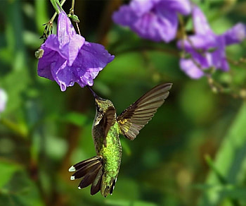 Hungry Hummer, animal, wings, nectar, bird, flying, seasons, purple, feeding, flower, green, hummingbird, nature HD wallpaper