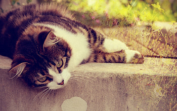 Animals, Grass, Glare, Cat, To Lie Down, Lie, Striped, Sunlight HD wallpaper
