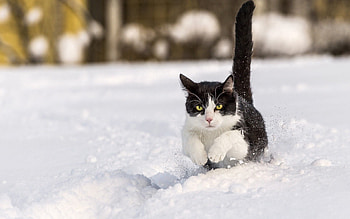 Animals, Grass, Cat, Stroll, Bounce, Jump HD wallpaper