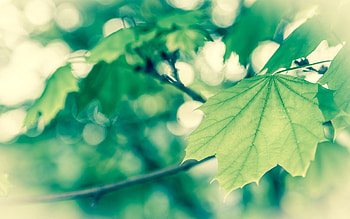 Macro, Foliage, Spring, Vanilla HD wallpaper
