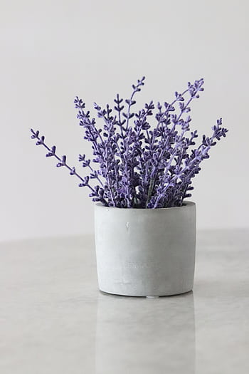 Simple and elegant lavender bouquet in a minimalist white pot. HD phone wallpaper