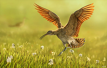 Bird, summer, wings, feather, green, pasare, orange HD wallpaper