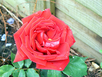 Red rose, rose, leaves, flower, green, red, garden HD wallpaper